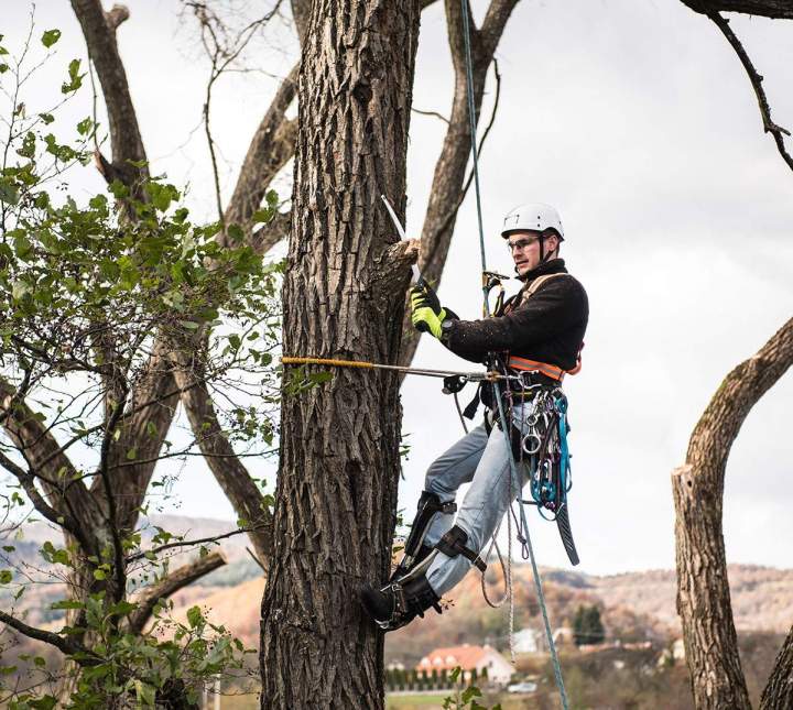 Sécurisation et esthétique de vos arbres